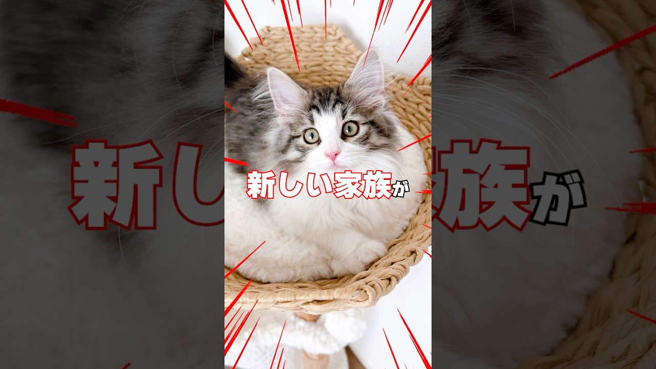 りっちゃんたちに新しい家族が増えたんですが&hellip;顔合わせから波乱の展開😭😭😭 #猫