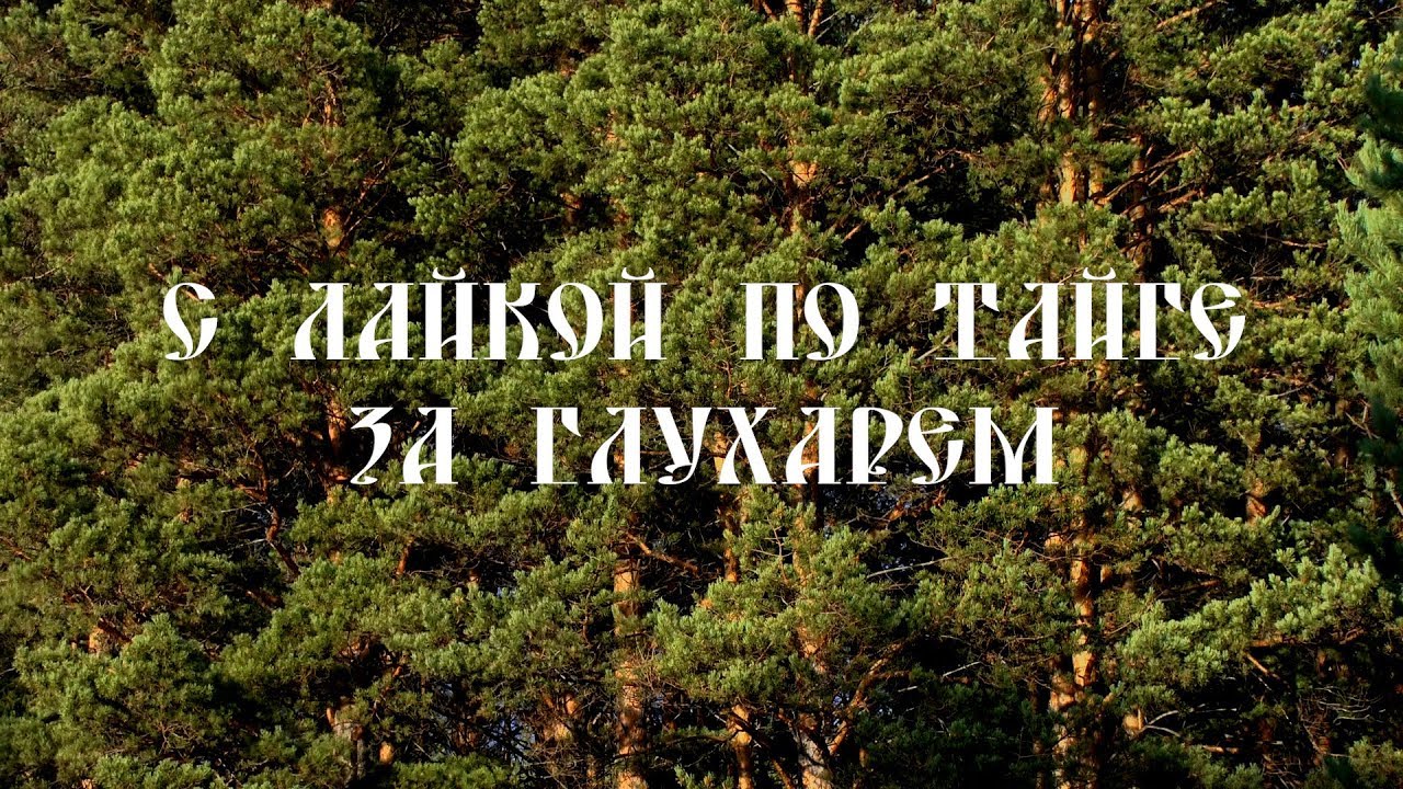 С лайкой по тайге за глухарем