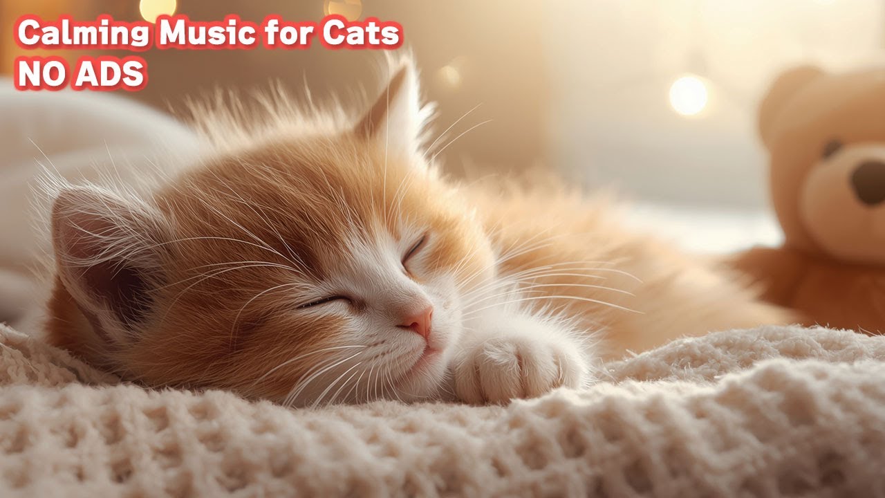 12 Hours Cat Sleep Music (NO ADS) 🎵 Relaxing Music for Cats with Purring Sounds / vol.42