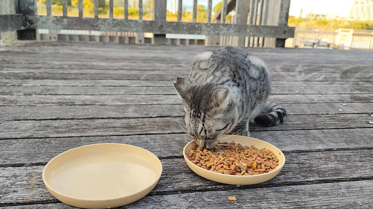 2025.12.15 猫巡り サバトラに美味しいカリカリと大好きなウェットフードを