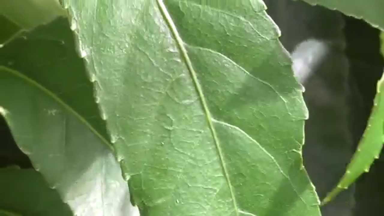 New Zealand Native Plant Mahoe