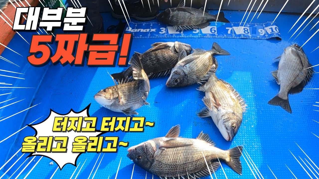 터지고 터지고 터지고 ~  올리고 올리고 올리고!!  대부분5짜급. 오랜만에 사량도에 카고낚시 다녀왔습니다 감성돔낚시는 언제나 흥분되고 재밌습니다.