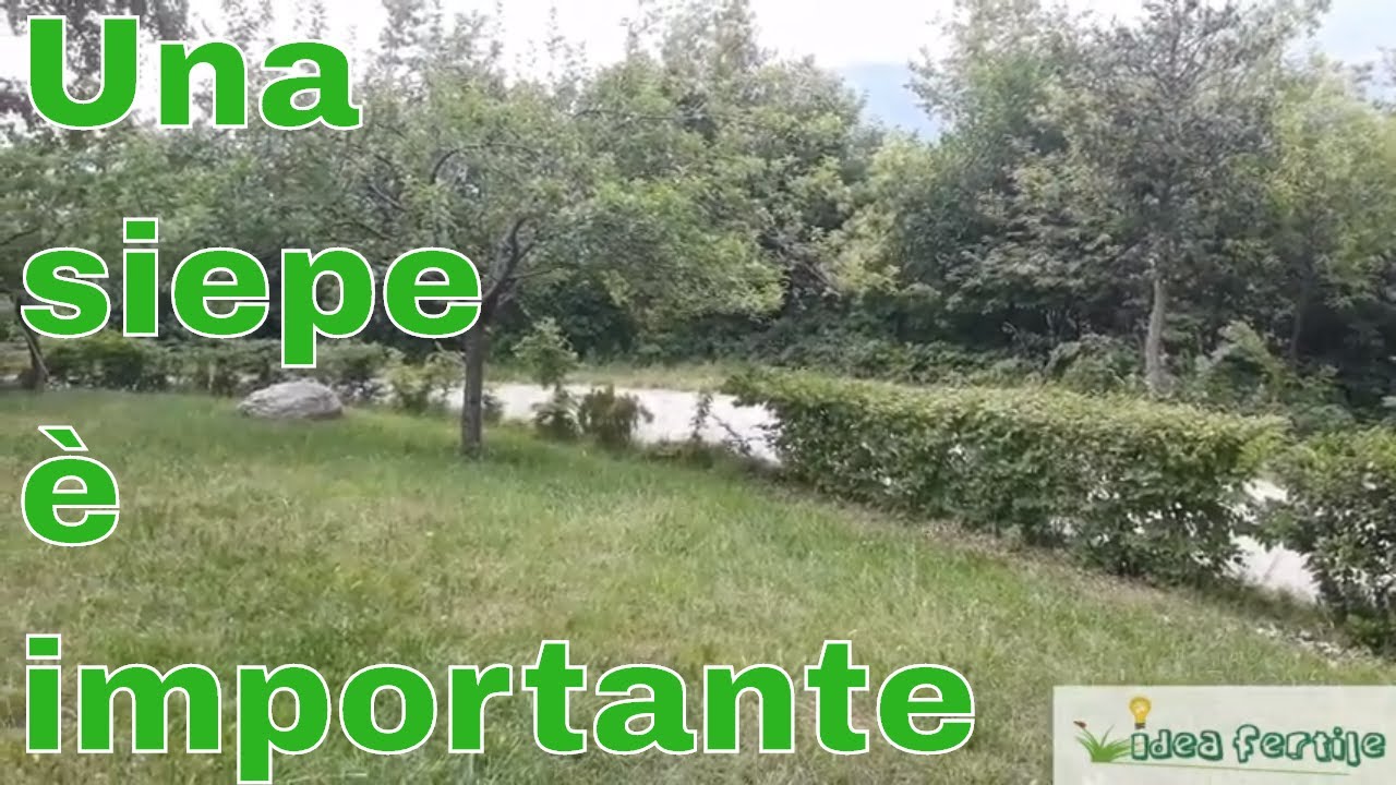 Come creare una siepe di alberi (un piccolo bosco in miniatura)