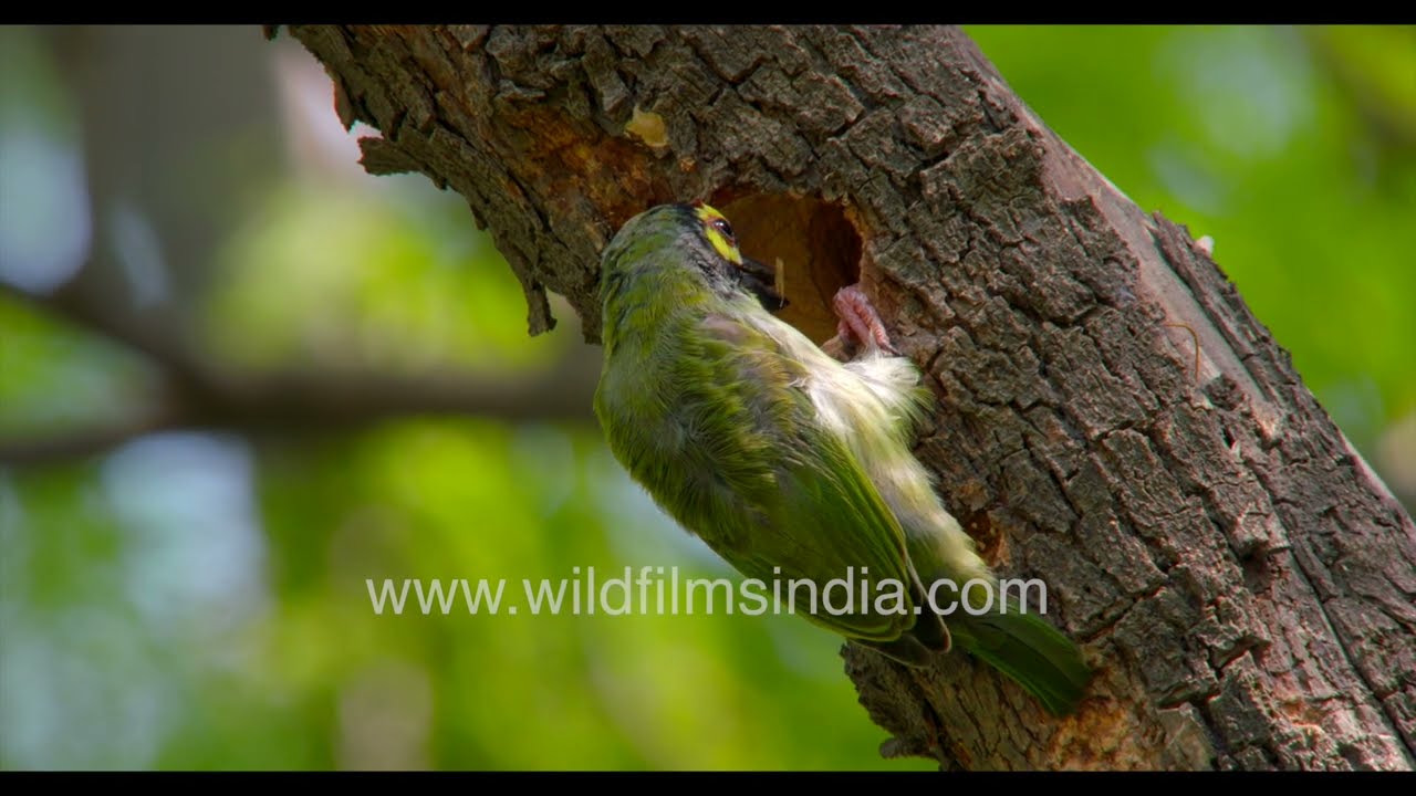 Coppersmith barbets carving nest cavity in tree
