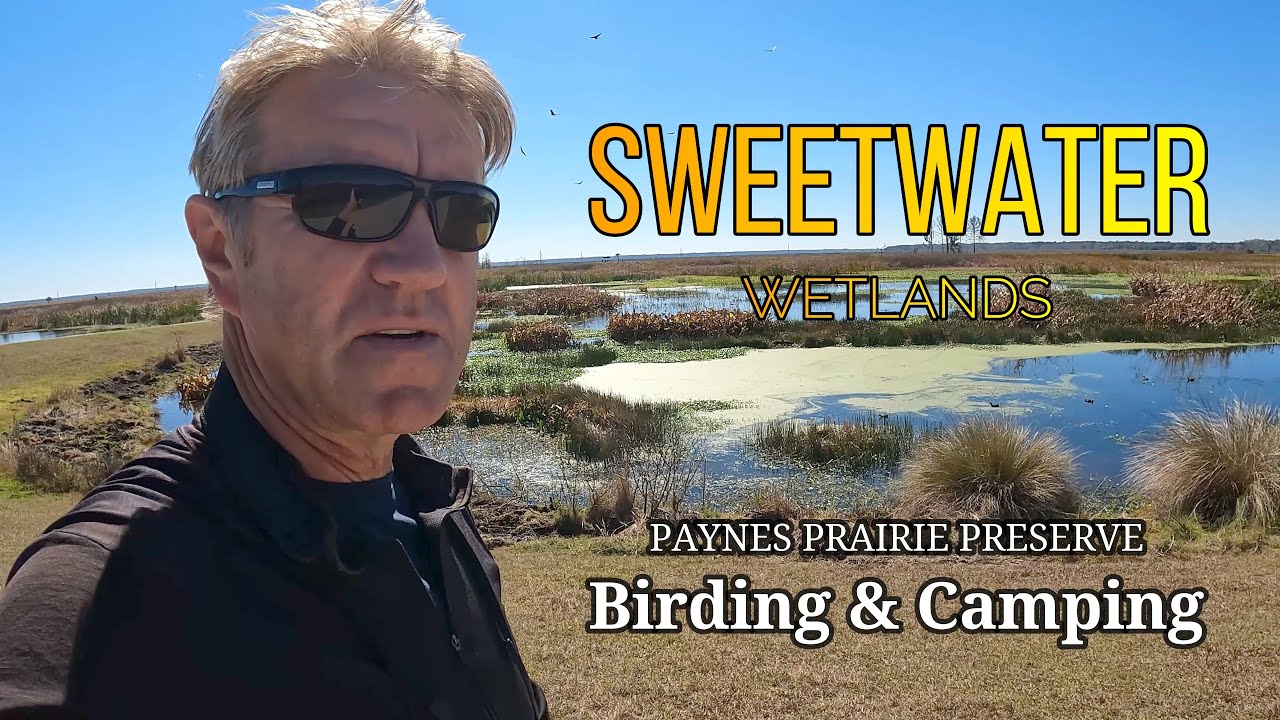 Birding in Sweetwater Wetlands Gainesville | Paynes Prairie Preserve State Park