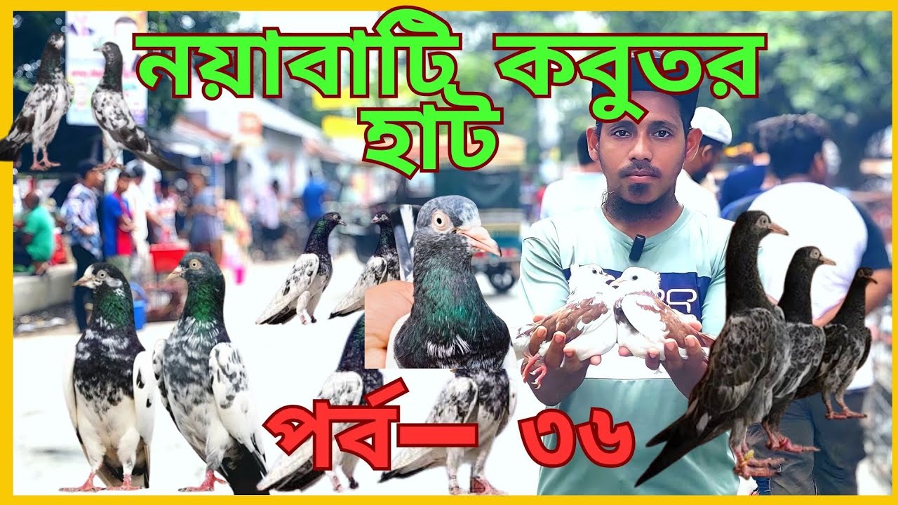নয়াবাটি হাট ২০২৫ | Episode-36 | কবুতর, মাছ, পাখি ও বিড়ালের জমজমাট বাজার