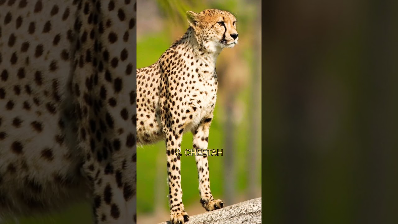 Top 10 Biggest Cat Species🦁 