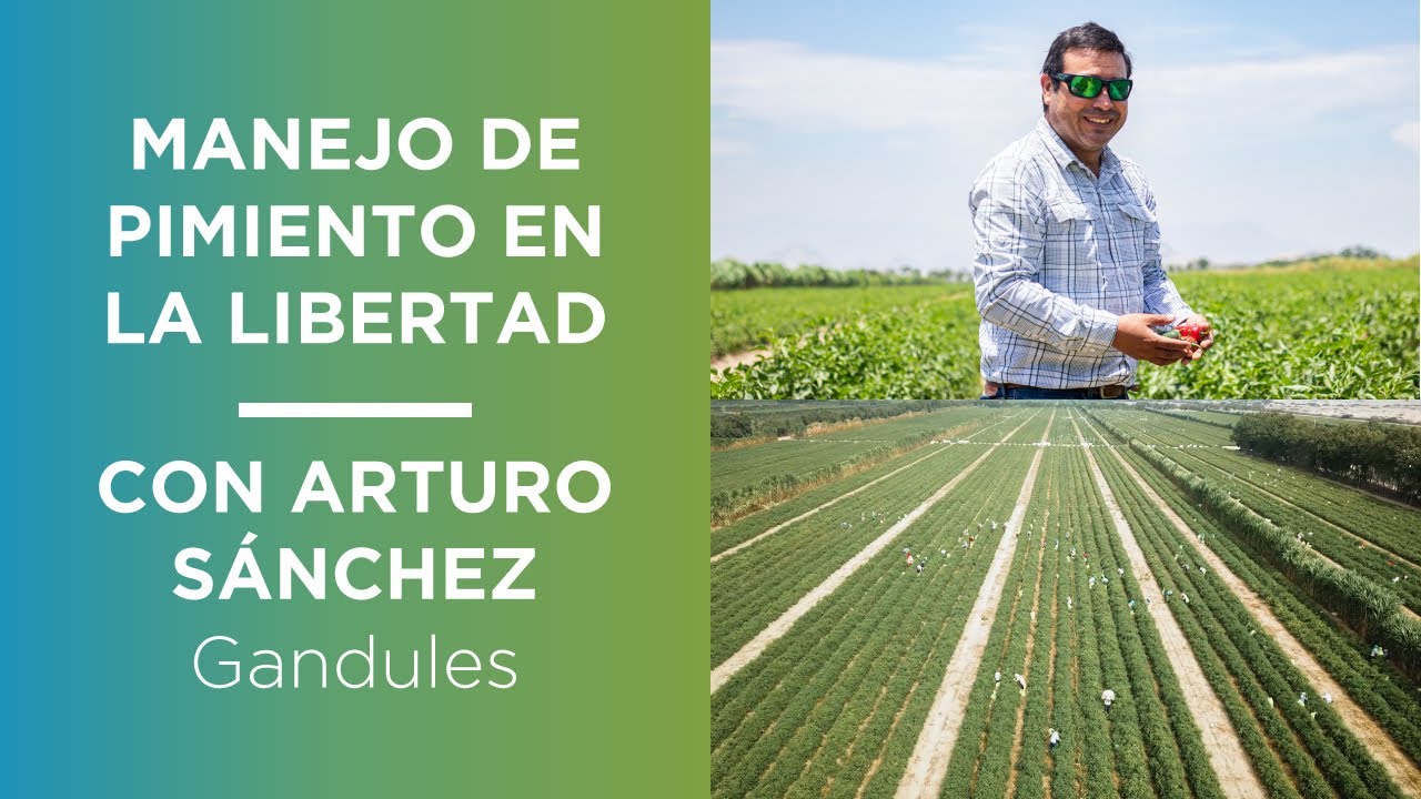 Producción de pimientos en Perú- Empresa Gandules