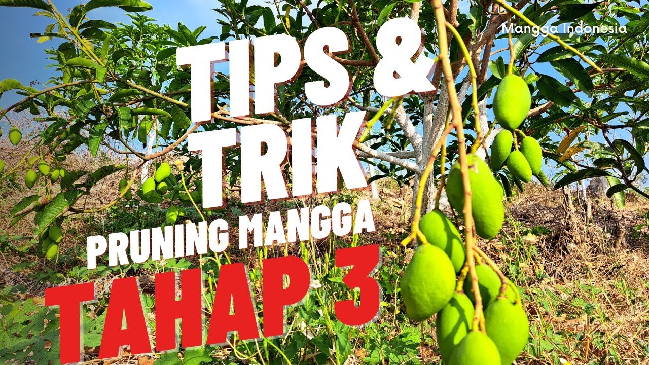 Cara Pruning Mangga Tahap 3