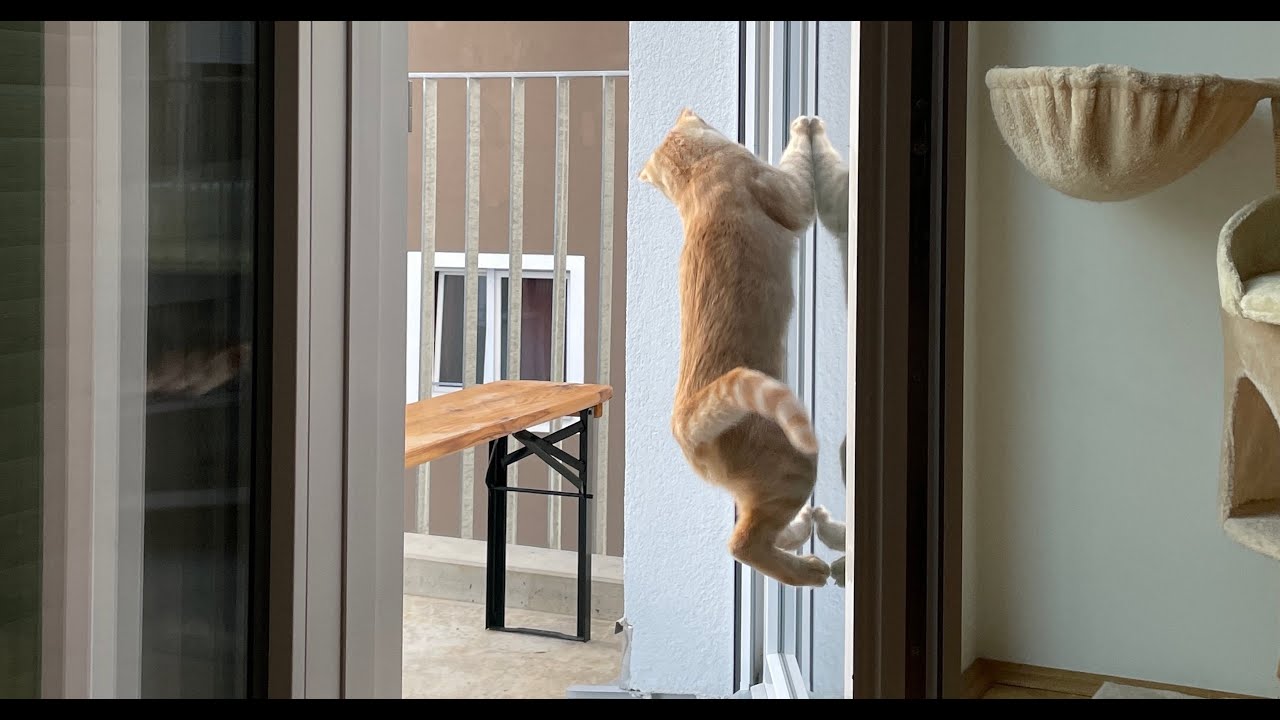 Tierische Momente der letzten Jahre. Animal Moments from recent Years.
