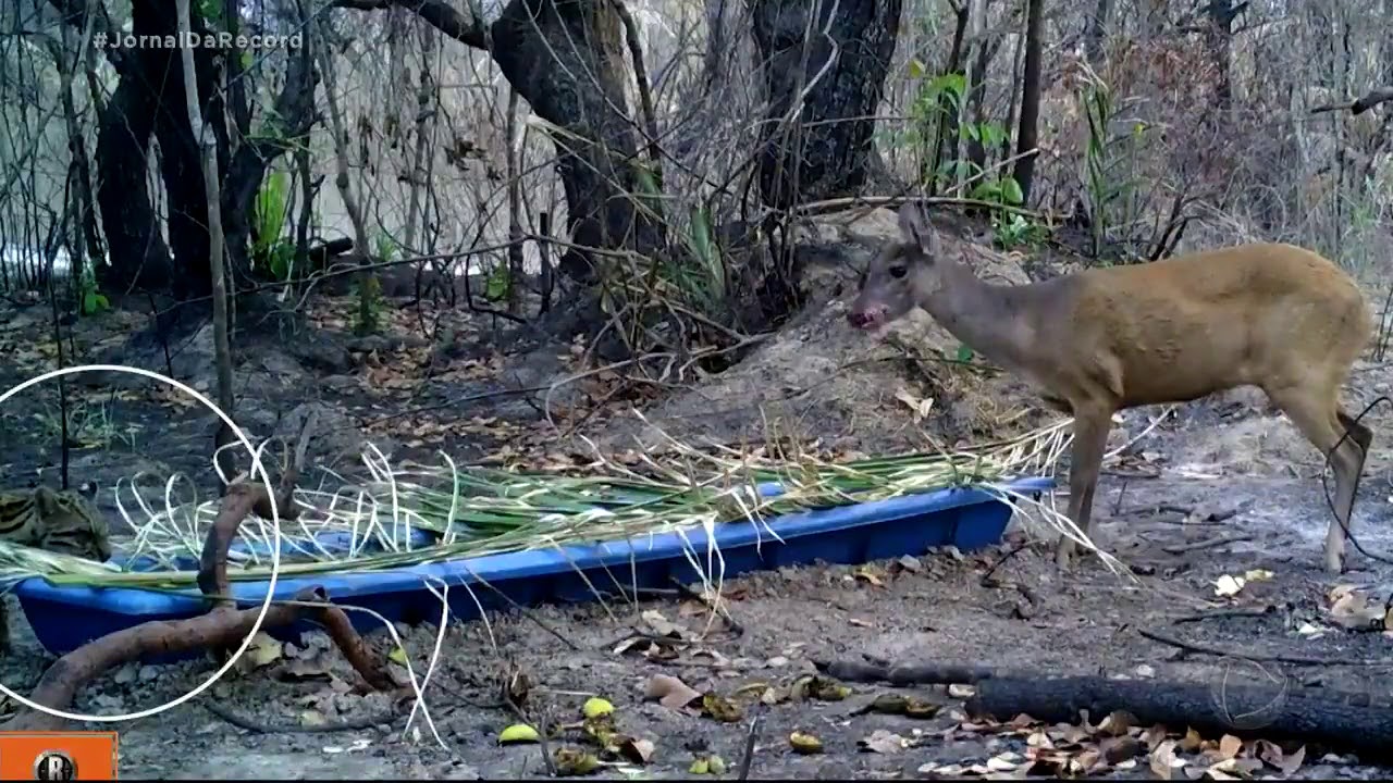 A Vida do Pantanal: animais ressurgem depois da seca e das queimadas