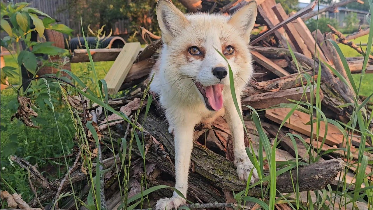 CUTE foxes enjoy their own playgrounds!