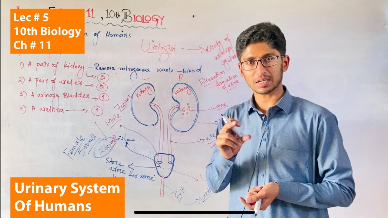 Urinary System of Humans - Biology Chapter 11 Homeostasis - class 10th - By Roohullah - lec 5 -