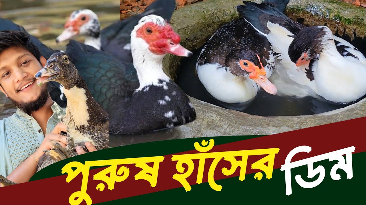 আমার রাজকুমার ডিম দিসে এবং লালু সাহেব এখন এলাকায় বাবা | Sojib Brother
