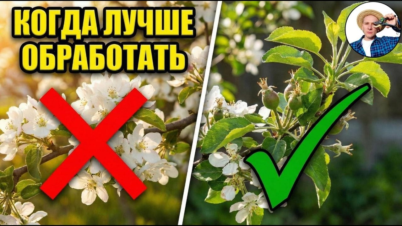 Когда обрабатывать сад после цветения &mdash;главная ошибка садоводов