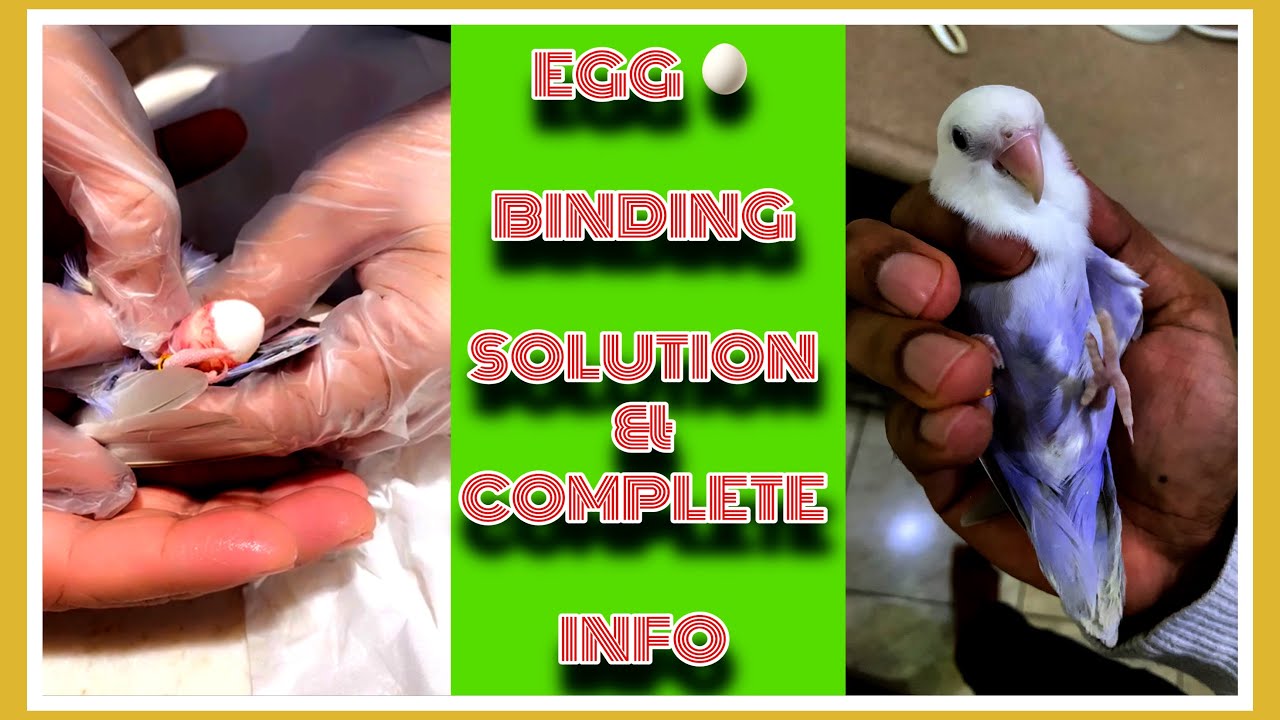 The Mysterious Egg Binding Problem Solved: What You Need To Know About Parrots!