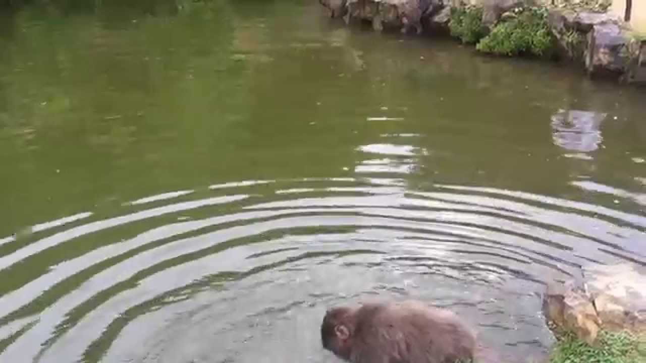 Arashiyama Monkey park in Kyoto, Japan