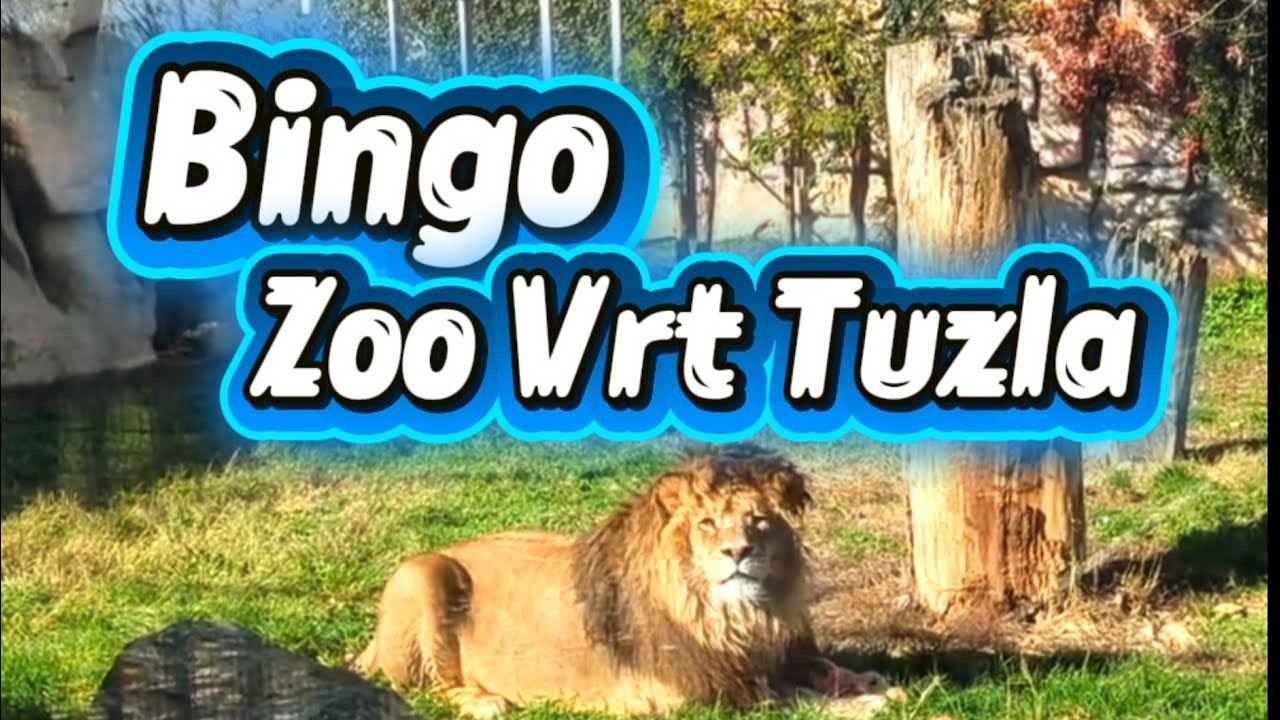 Tuzla ZOO VRT Bingo #zoo #tuzla #bosna Bosanski kanal, domaći filmovi, domaće serije