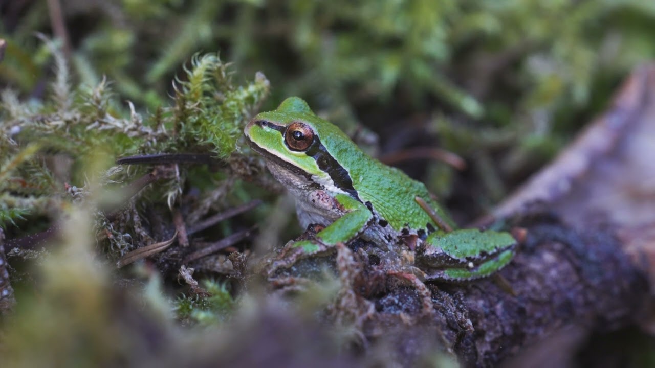 Creekside Rainforest Conservation Project