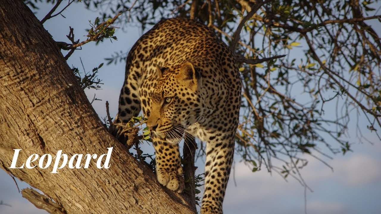 Leopard | Ambient | Calm | Stress Relief