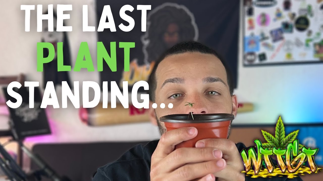 The LAST Plant Standing! Growing Strawberry Mimosa from @WelcometoTheGrowTent