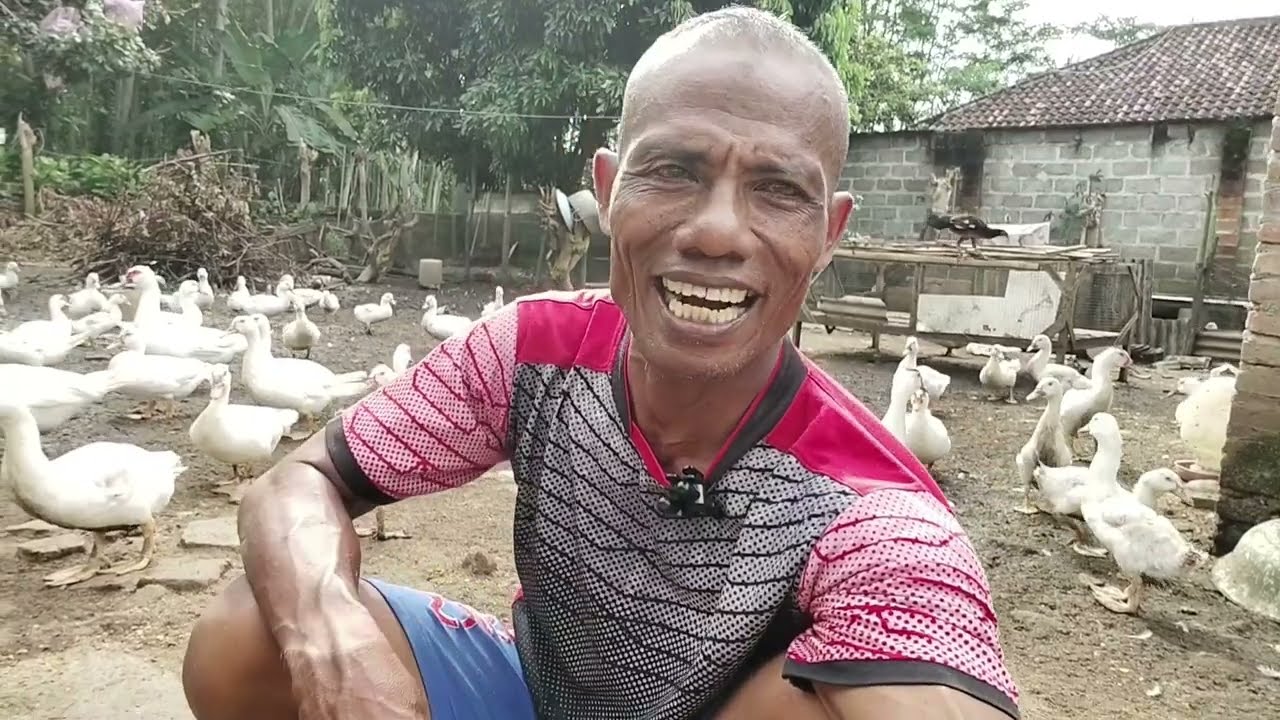 PEMBELI ANAKAN MENTOK JUMBO DARI JENGGAWAH JEMBER II KANDANG PAK BUANG AMBULU