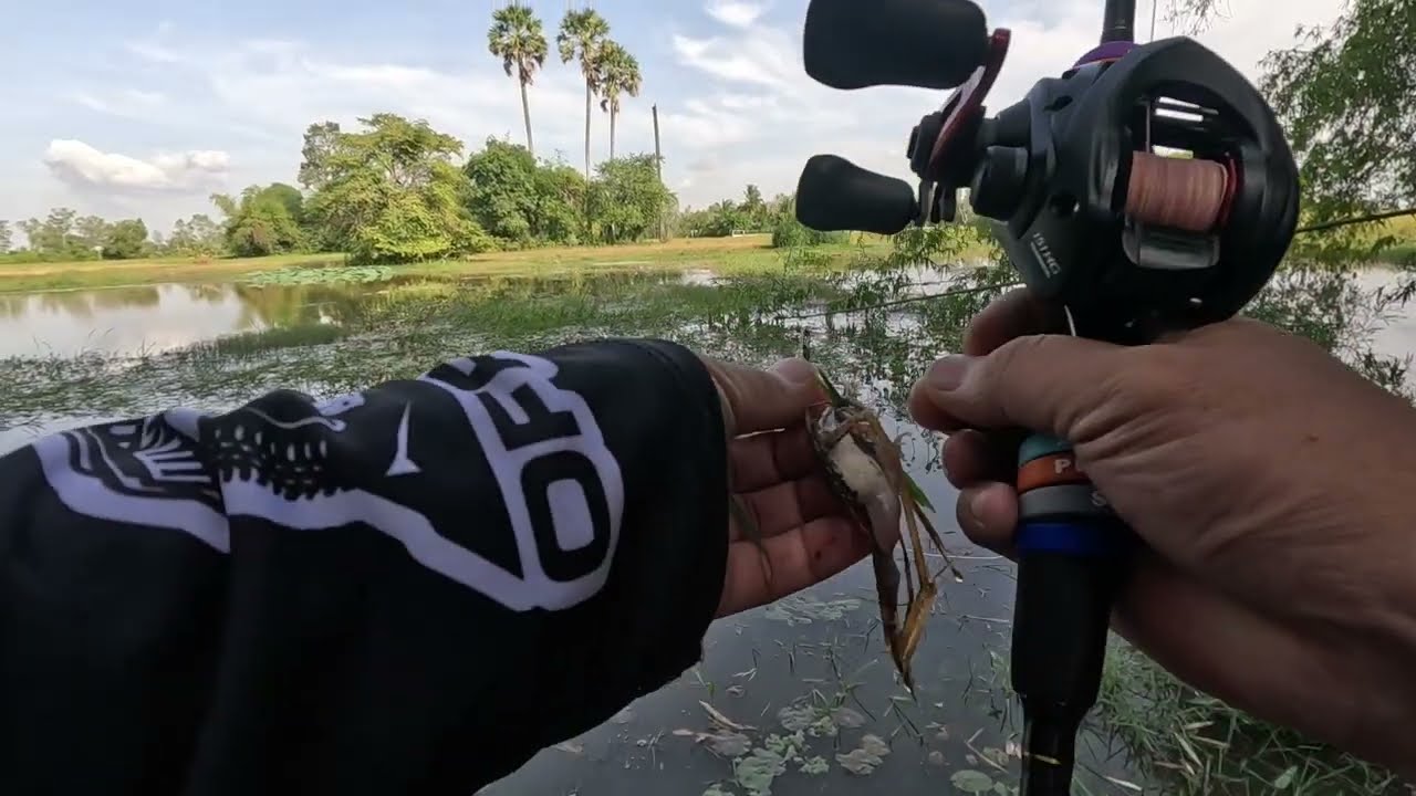 នុយធំត្រីតូចលទ្ធផលបិល​ /​ Snakehead Fishing / How to Fishing Snakehead Fish