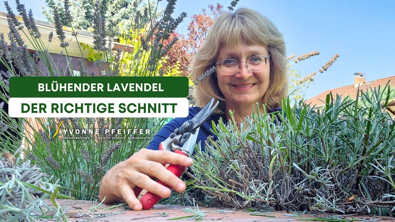 Lavendel richtig schneiden, 3 wertvolle Tipps