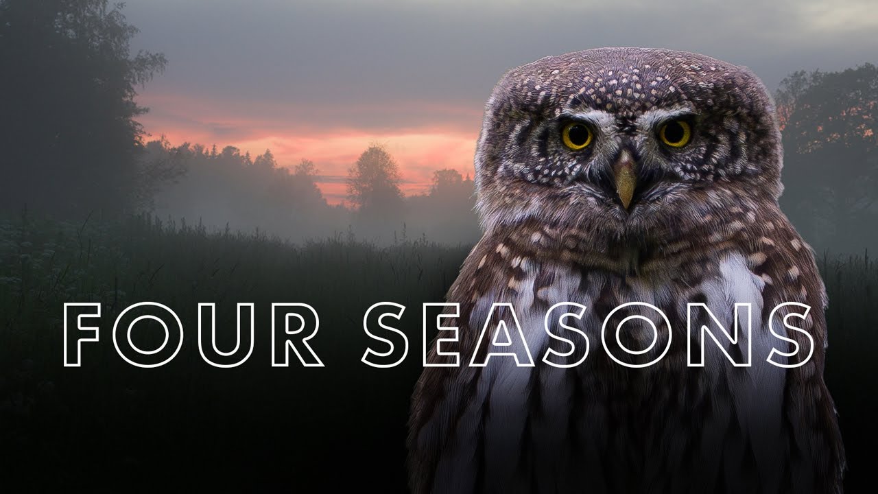 Four Seasons of Finnish Birds & Wildlife