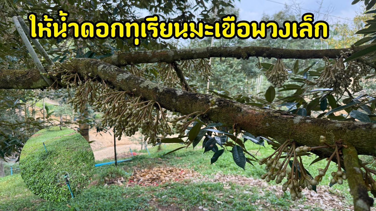 ให้น้ำดอกทุเรียนมะเขือพวงเล็ก รดน้ำทุเรียน