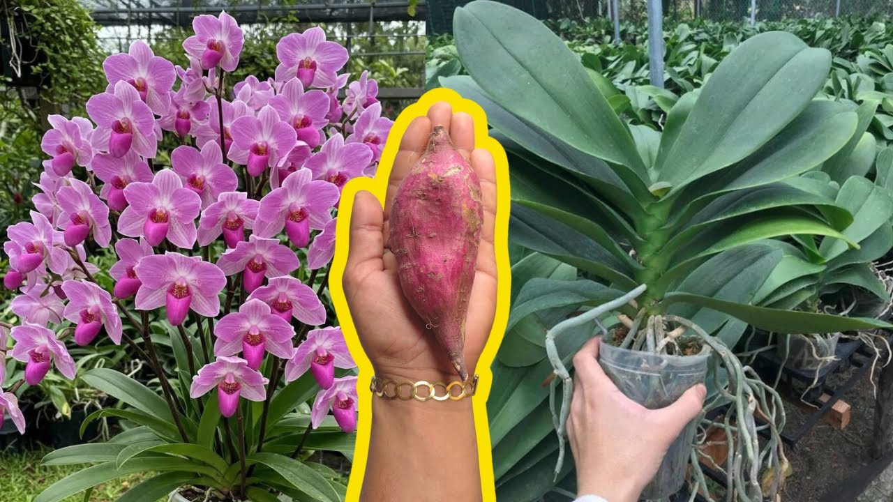 A BATATA DOCE É PODEROSA PARA ORQUÍDEAS E FAZ SE ENCHER DE FLORES