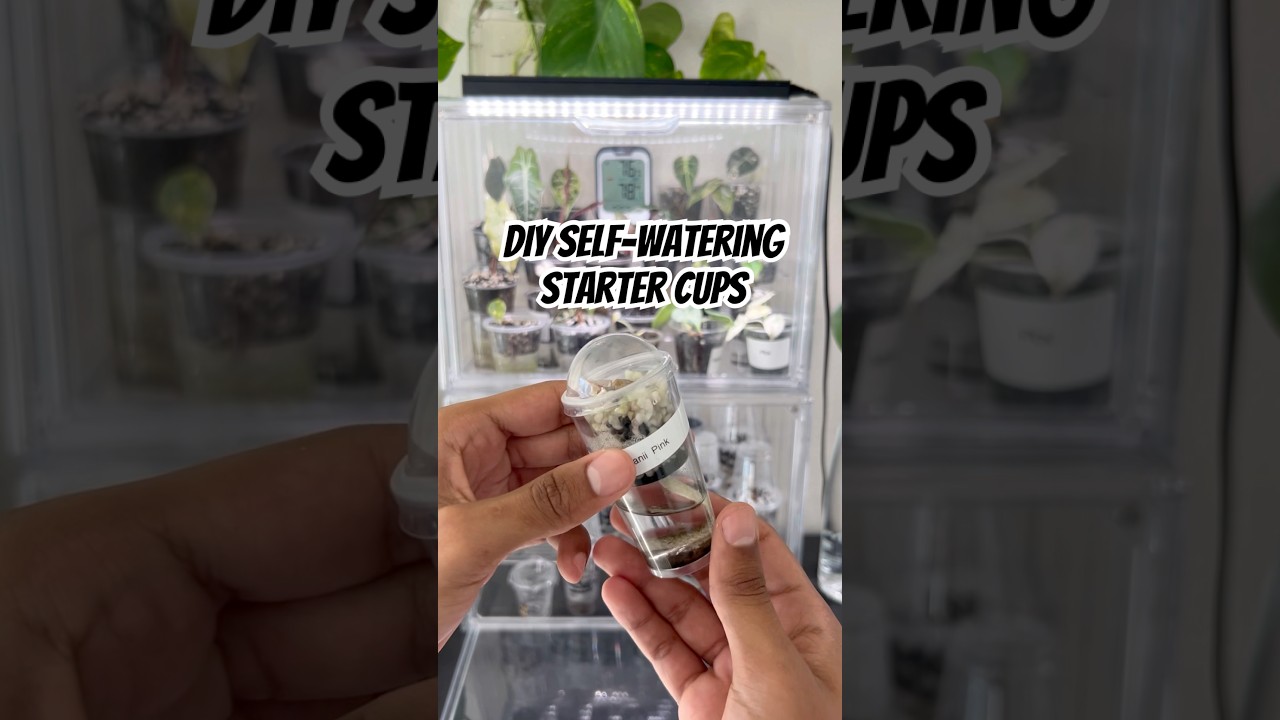 Self-Watering starter cups! 
