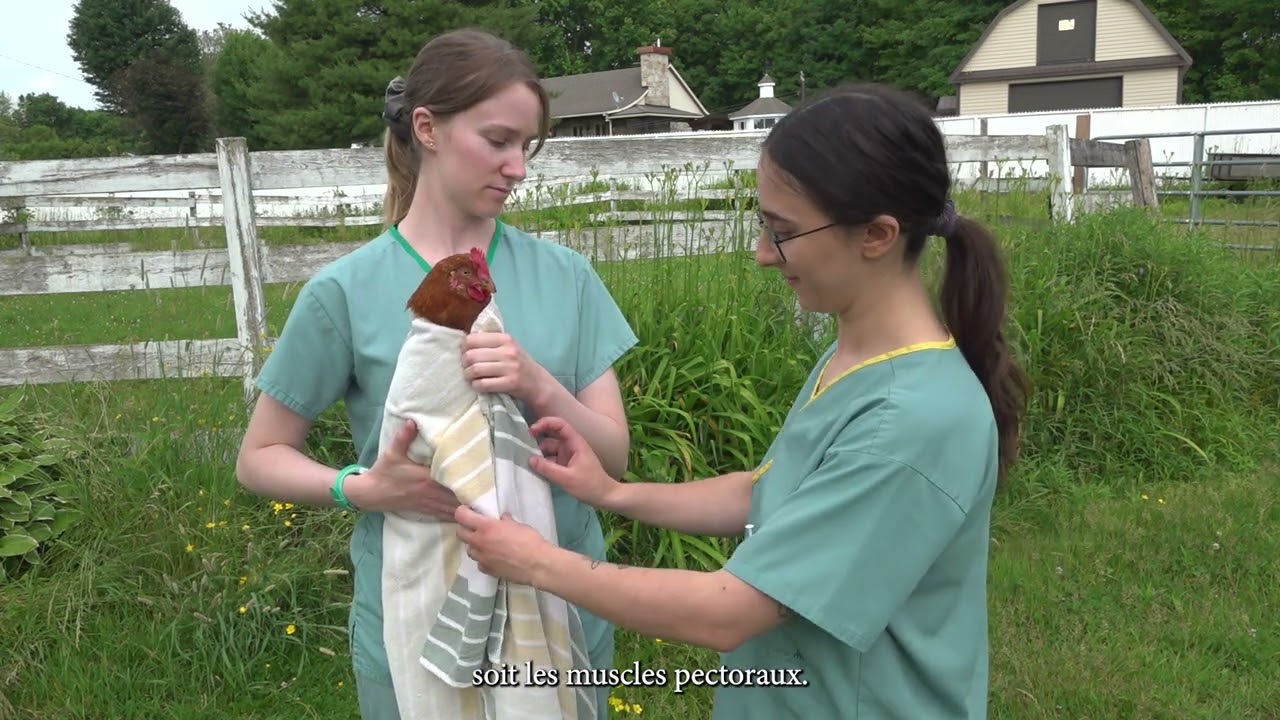 Comment effectuer une injection intramusculaire chez une poule