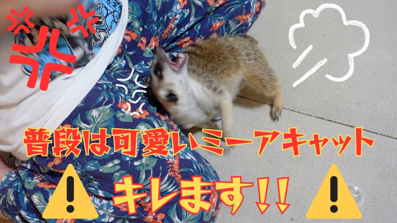 普段は可愛いミーアキャットが豹変して怒ってしまいました。