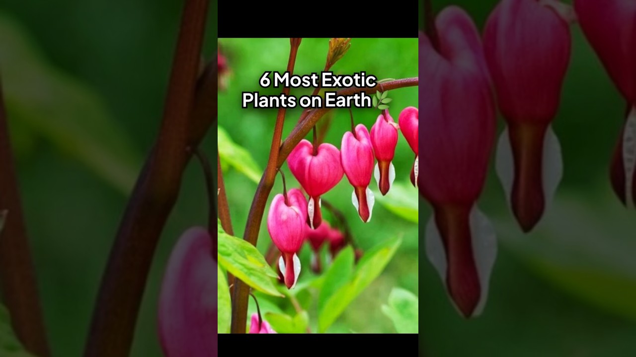 6 Most Exotic Plants on Earth🌿✨