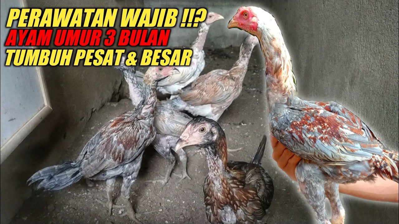 Cara merawat ayam umur 3 bulan agar tumbuh sehat & cepat besar