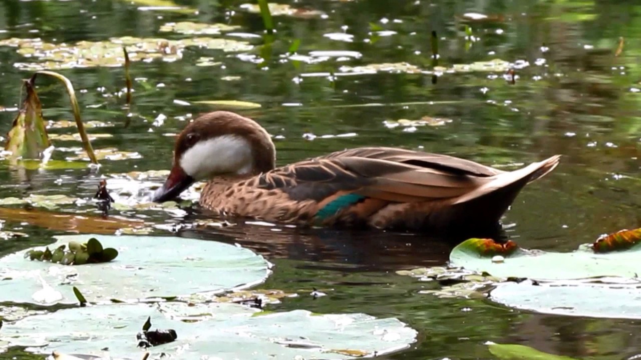 White-cheeked Pintail or Bahama Pintail visits the Wildfowl Trust