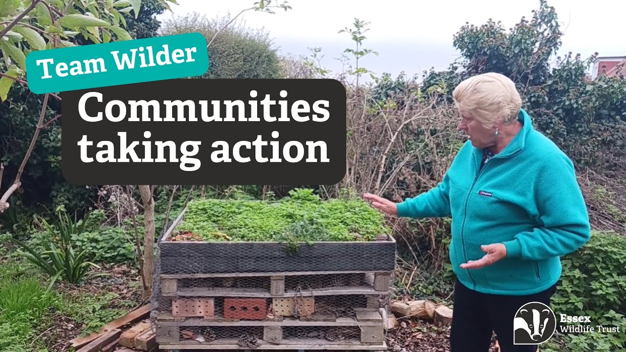 Local communities taking action for wildlife in Essex - Team Wilder - Holland-on-Sea