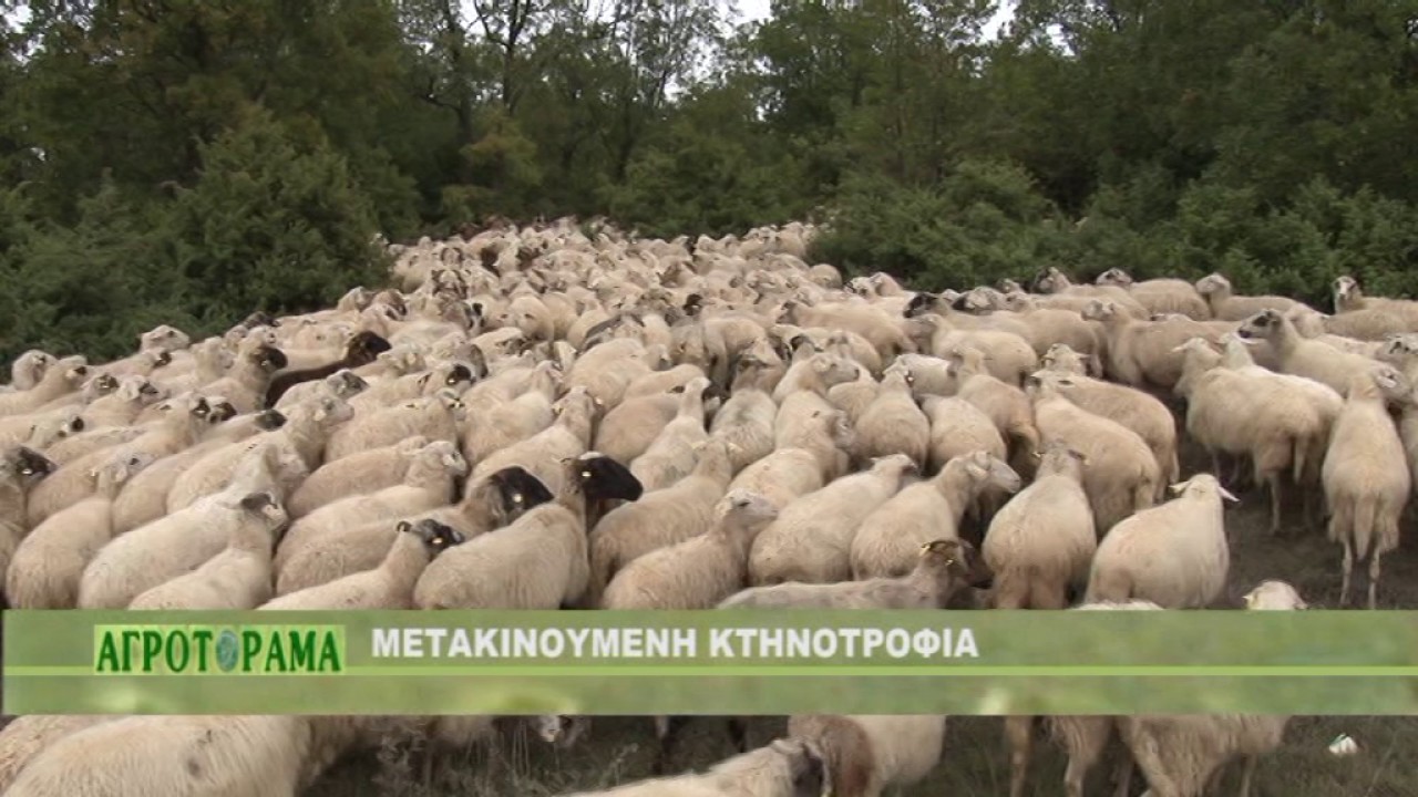 ΜΕΤΑΚΙΝΟΥΜΕΝΗ ΚΤΗΝΟΤΡΟΦΙΑ -2016- ΕΛΛΑΔΑ-TRANSHUMANCE