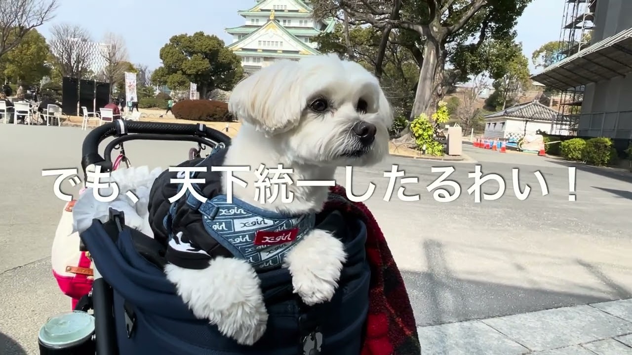HAYATO no OSANPO   大阪城散歩  #大阪城 #大阪城公園  #ハバチー #ハバニーズ #お散歩 #わんこがいる暮らし  #NODOGNOLIFE #わんこ 