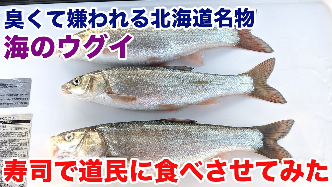 臭くて嫌われる北海道名物『海のウグイ』寿司で道民に食べさせてみた
