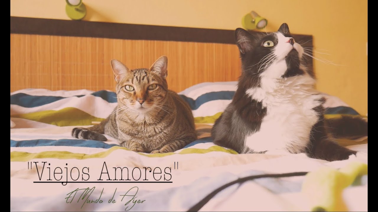 Viejos Amores - León Gieco - Cover by El Mundo de Ayer
