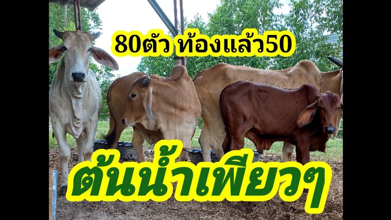วัวต้นน้ำ แม่พันธุ์ต้นทุนไม่สูงมาก ผสมพ่อดีๆหน่อย เป็นการพัฒนาและต่อยอดที่ดีมากๆ#พูดจาภาษาวัว