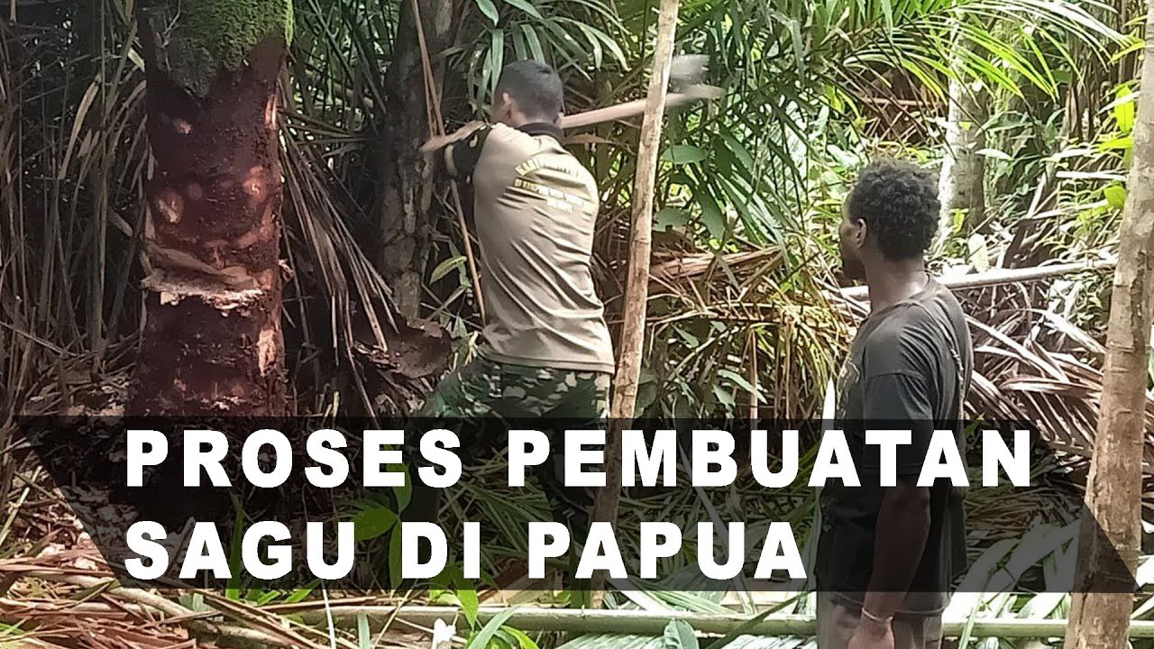 Begini cara pembuatan Sagu di Papua dari Pohon hingga menjadi tepung