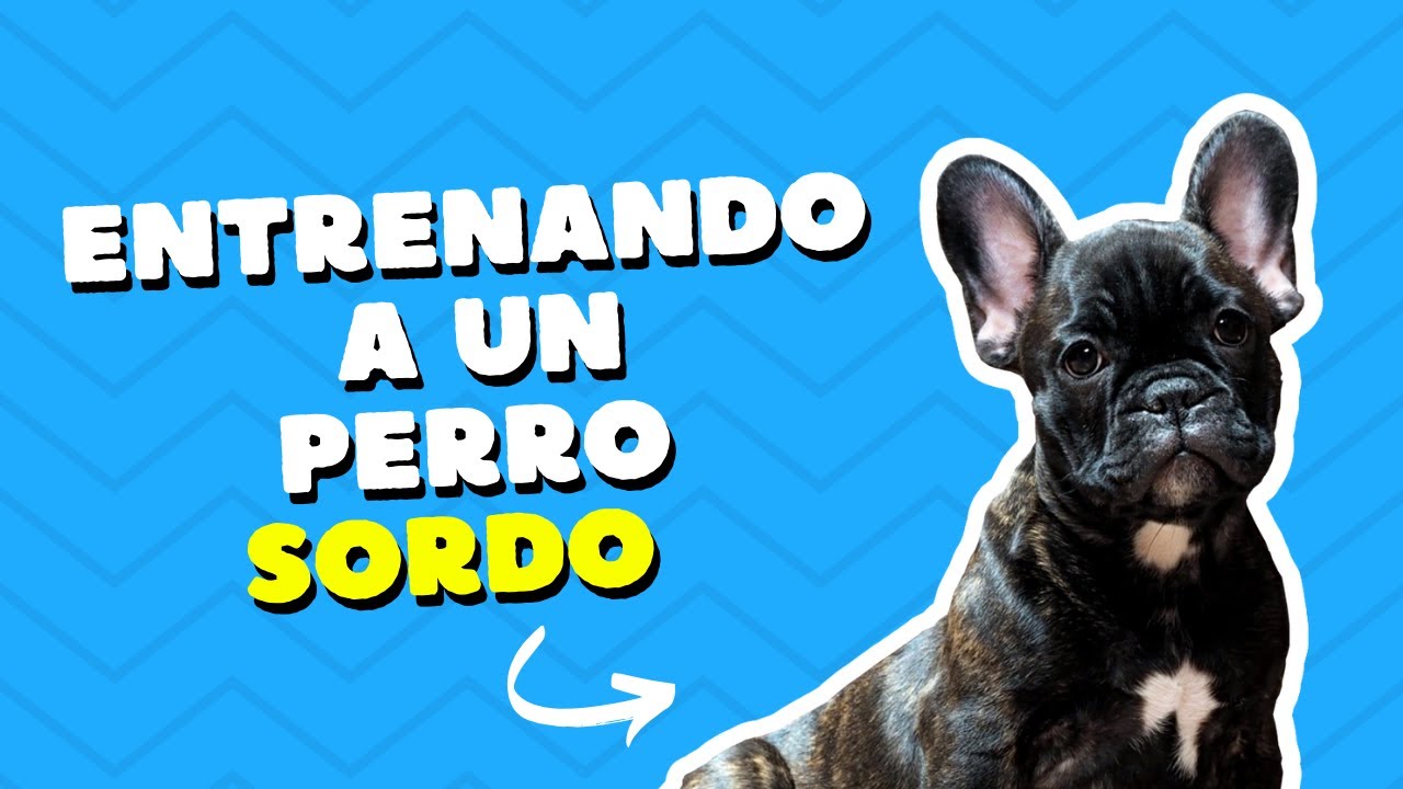 Desafiando las Barreras del Silencio: Entrenando a un Perro Sordo