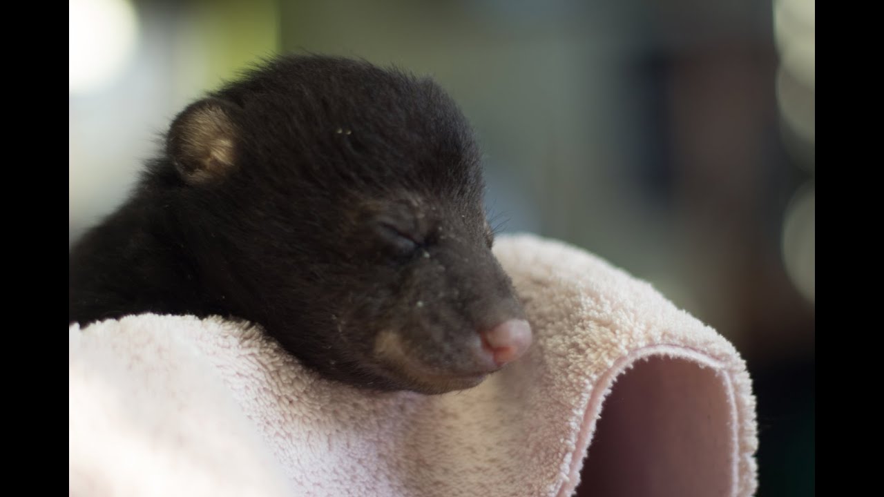 Mike - A One Month Old Orphaned Baby Black Bear in New Jersey