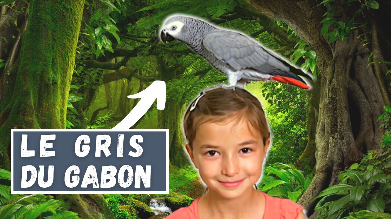 Perroquet le Gris du GABON ( a regarder avant d'être propriétaire d'un perroquet de compagnie)