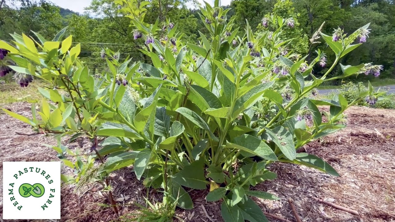 We Have COMFREY Root Cuttings For Sale!!!