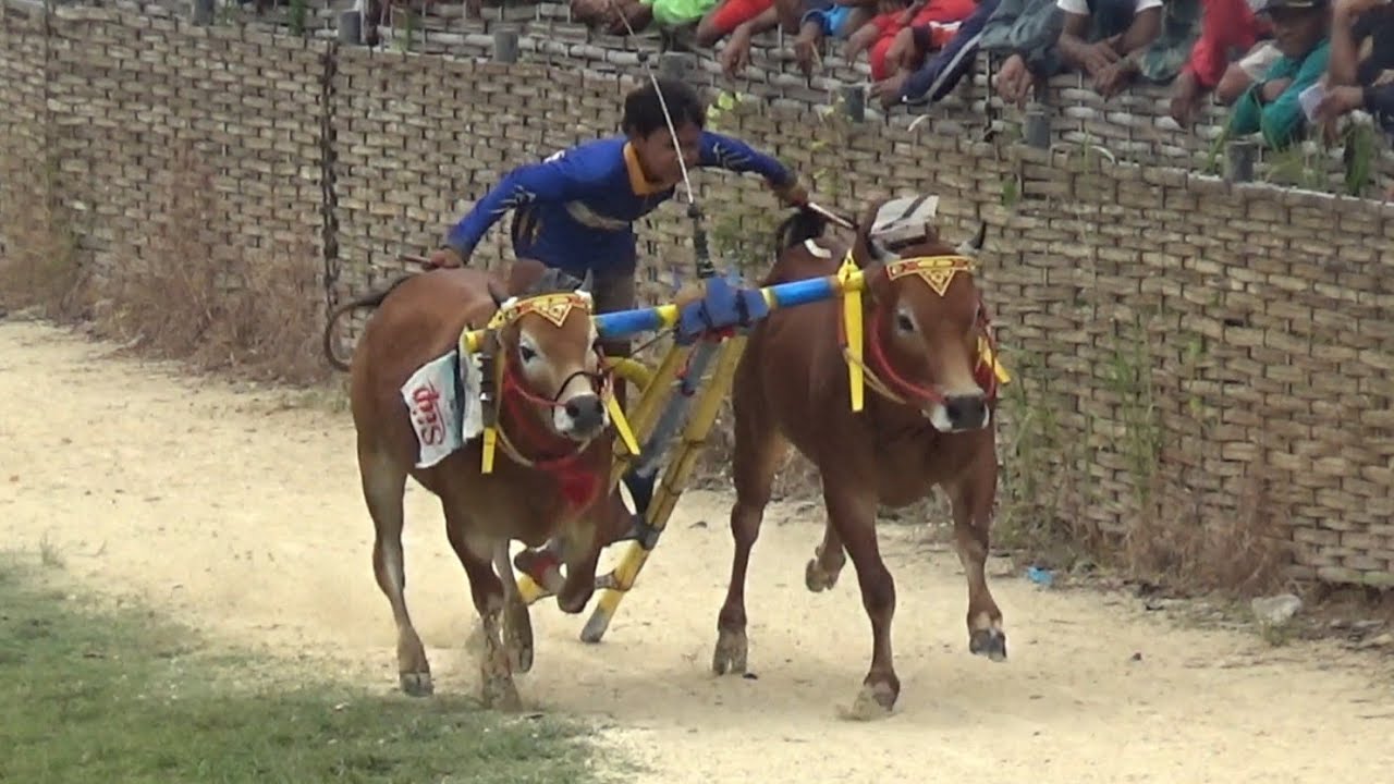 Full Lomba Karapan Sapi Ajang Silaturahmi Di Lap Asemanis Pamekasan. 
