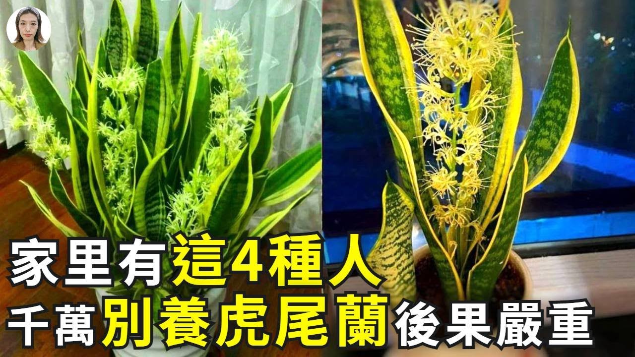 家裡養虎尾蘭，有4種人不適合，浪費錢養不好，還影響風水後果嚴重！|花花世界